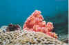 hard and soft corals.jpg (10725 bytes)