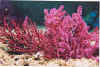 red soft coral.jpg (17007 bytes)