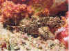 scorpion fish 2.jpg (16303 bytes)